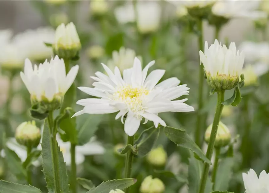 Leucanthemum x superbum 'Christine Hagemann'