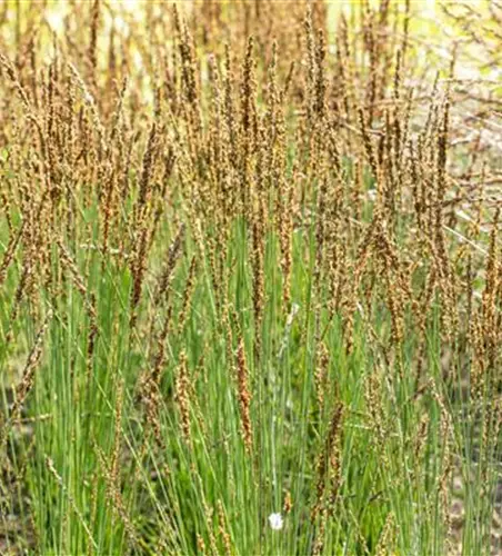 Molinia caerulea 'Moorhexe'