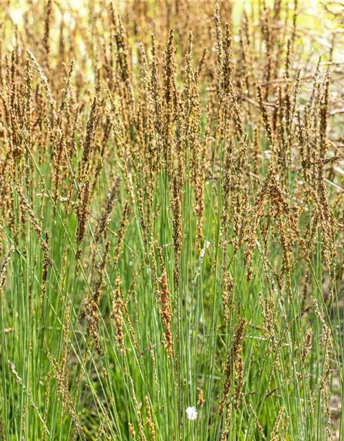 Molinia caerulea 'Moorhexe'