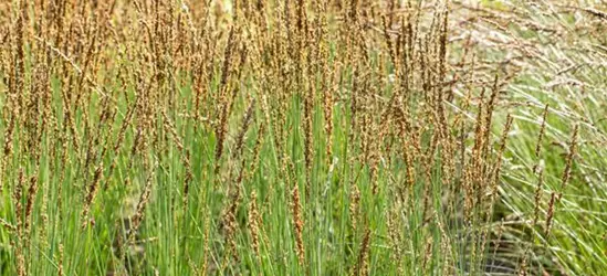 Molinia caerulea 'Moorhexe'