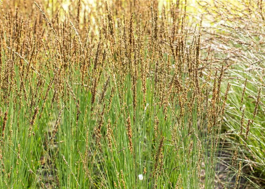 Molinia caerulea 'Moorhexe'