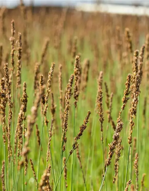 Molinia caerulea 'Moorhexe'