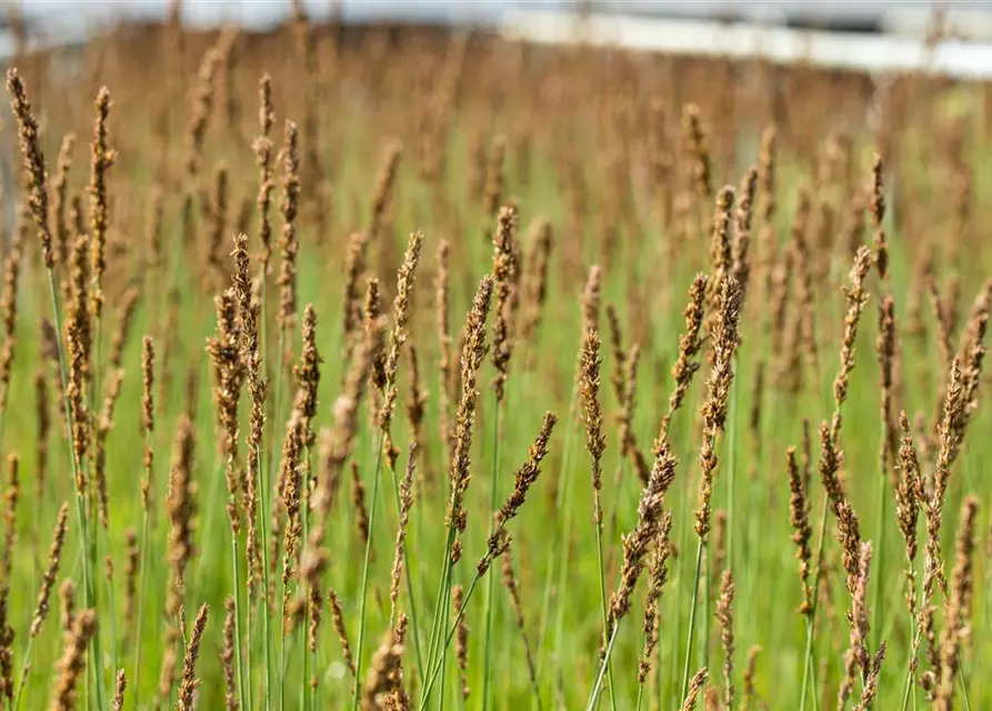 Molinia caerulea 'Moorhexe'