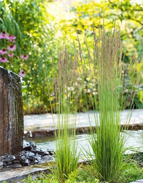 Molinia caerulea 'Moorhexe'