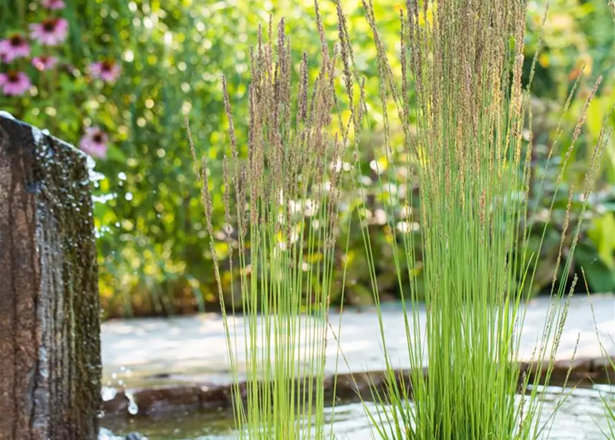 Molinia caerulea 'Moorhexe'