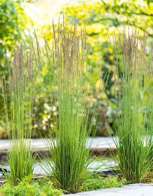 Molinia caerulea 'Moorhexe'