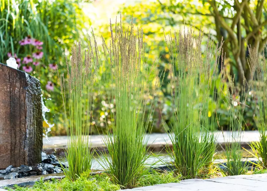 Molinia caerulea 'Moorhexe'