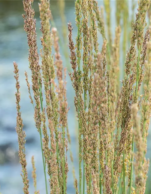 Molinia caerulea 'Moorhexe'