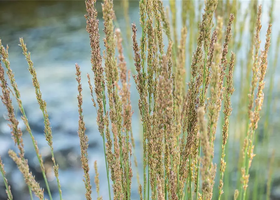 Molinia caerulea 'Moorhexe'