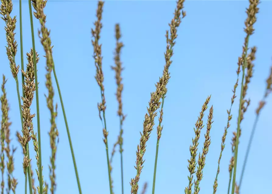 Molinia caerulea 'Moorhexe'