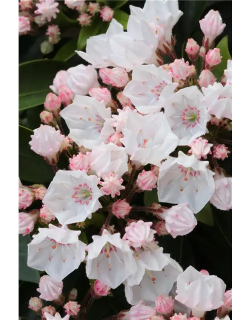 Kalmia latifolia 'Elf'