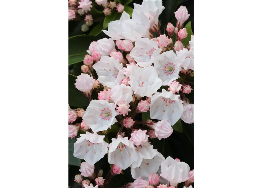 Kalmia latifolia 'Elf'