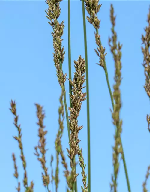 Molinia caerulea 'Moorhexe'