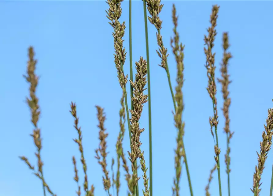 Molinia caerulea 'Moorhexe'