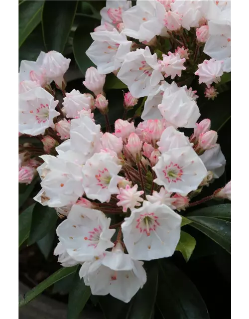 Kalmia latifolia 'Elf'