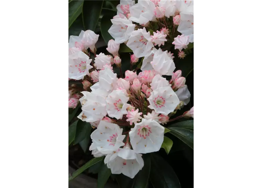 Kalmia latifolia 'Elf'