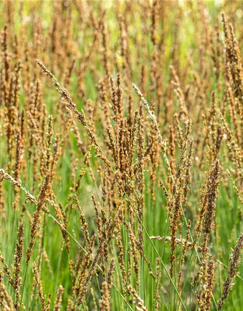 Molinia caerulea 'Moorhexe'