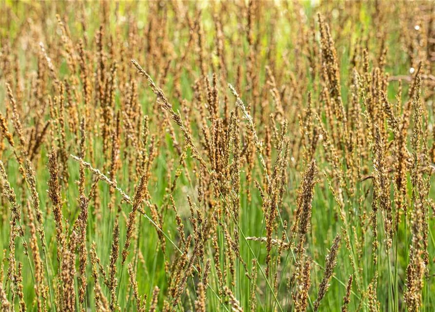 Molinia caerulea 'Moorhexe'