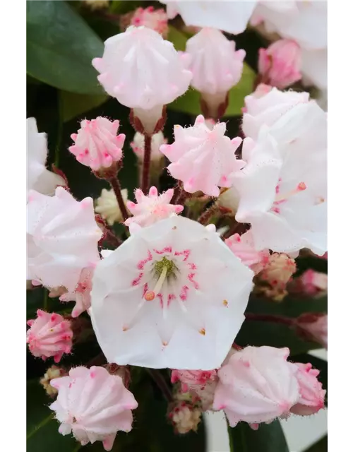 Kalmia latifolia 'Elf'