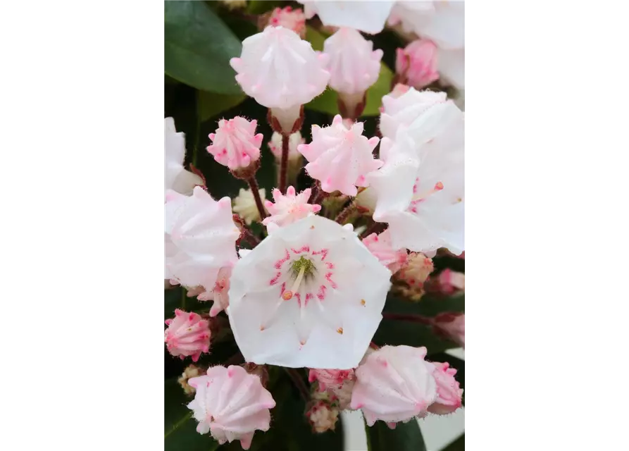 Kalmia latifolia 'Elf'