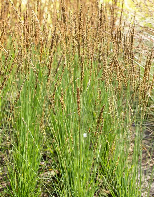 Molinia caerulea 'Moorhexe'