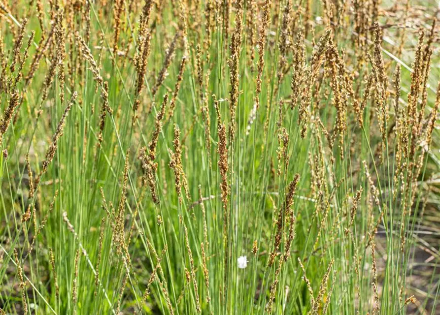 Molinia caerulea 'Moorhexe'