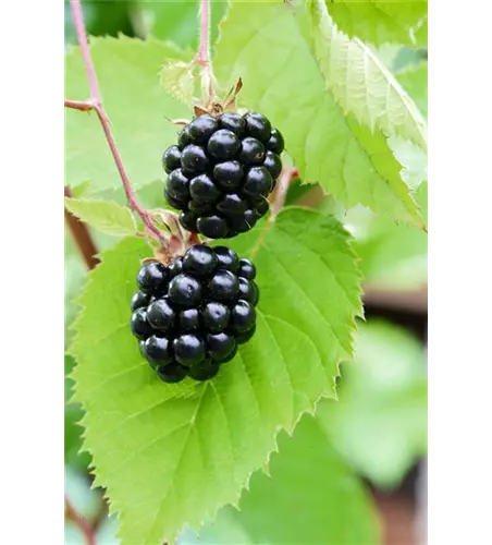 Rubus fruticosus 'Chester Thornless'