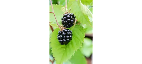 Rubus fruticosus 'Chester Thornless'