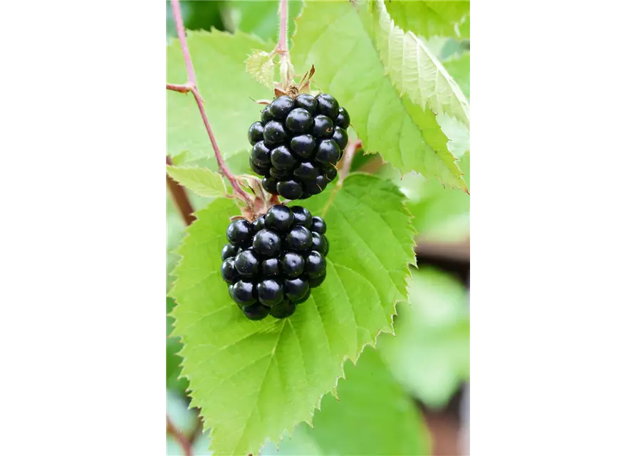 Rubus fruticosus 'Chester Thornless'