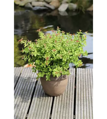 Spiraea japonica 'Sparkling Champagne'®