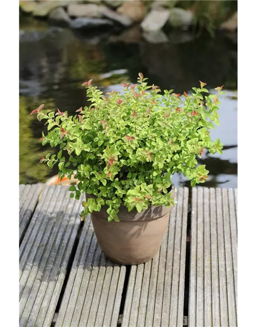 Spiraea japonica 'Sparkling Champagne'®