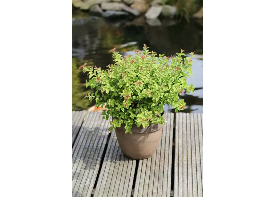 Spiraea japonica 'Sparkling Champagne'®