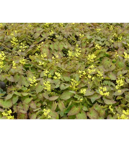 Epimedium perralchicum 'Frohnleiten'