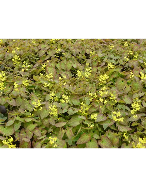 Epimedium perralchicum 'Frohnleiten'