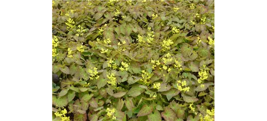 Epimedium perralchicum 'Frohnleiten'