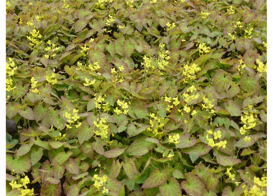 Epimedium perralchicum 'Frohnleiten'