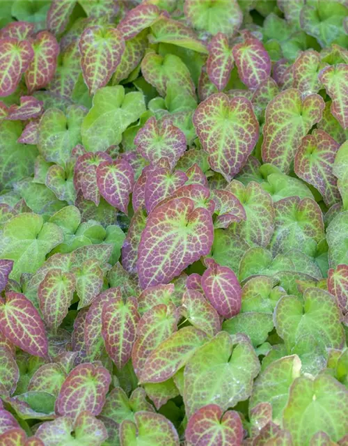 Epimedium perralchicum 'Frohnleiten'