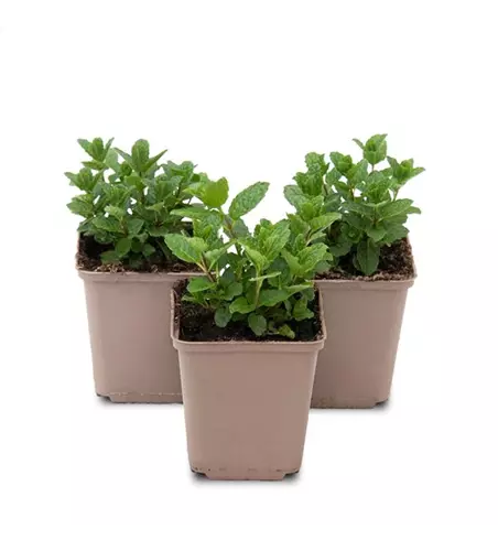 Mentha spicata Moroccan 