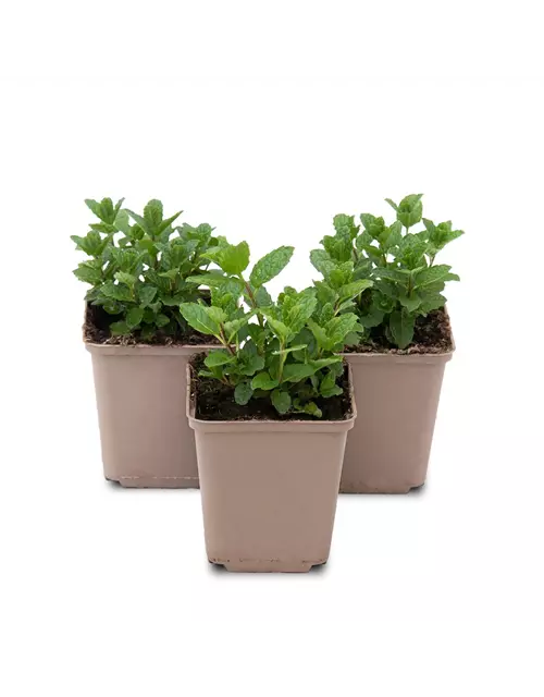 Mentha spicata Moroccan 