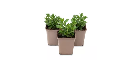 Mentha spicata Moroccan 