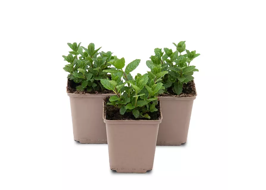 Mentha spicata Moroccan 