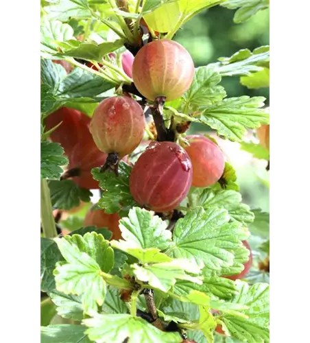 R Ribes uva-crispa 'Captivator' CAC