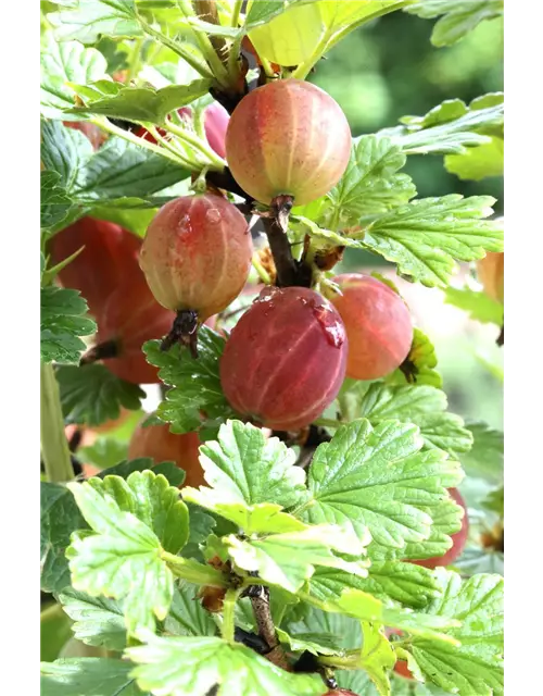 R Ribes uva-crispa 'Captivator' CAC