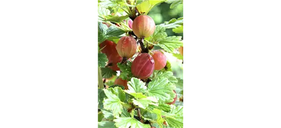 R Ribes uva-crispa 'Captivator' CAC