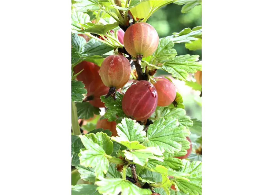 R Ribes uva-crispa 'Captivator' CAC