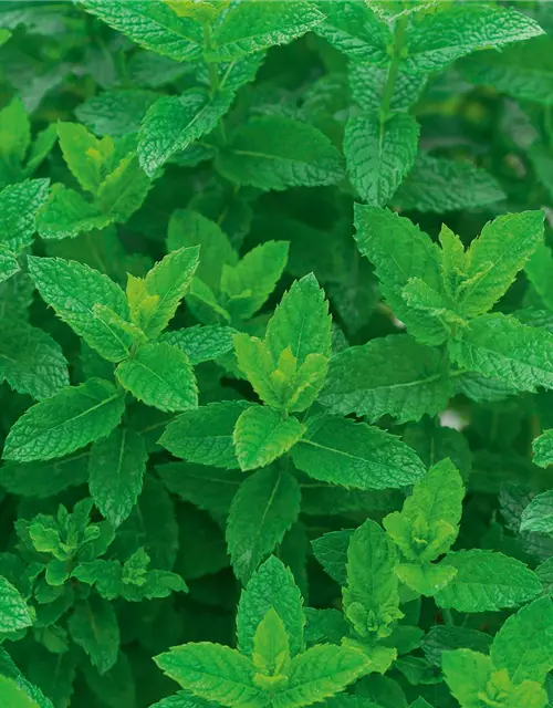 Mentha spicata Moroccan 