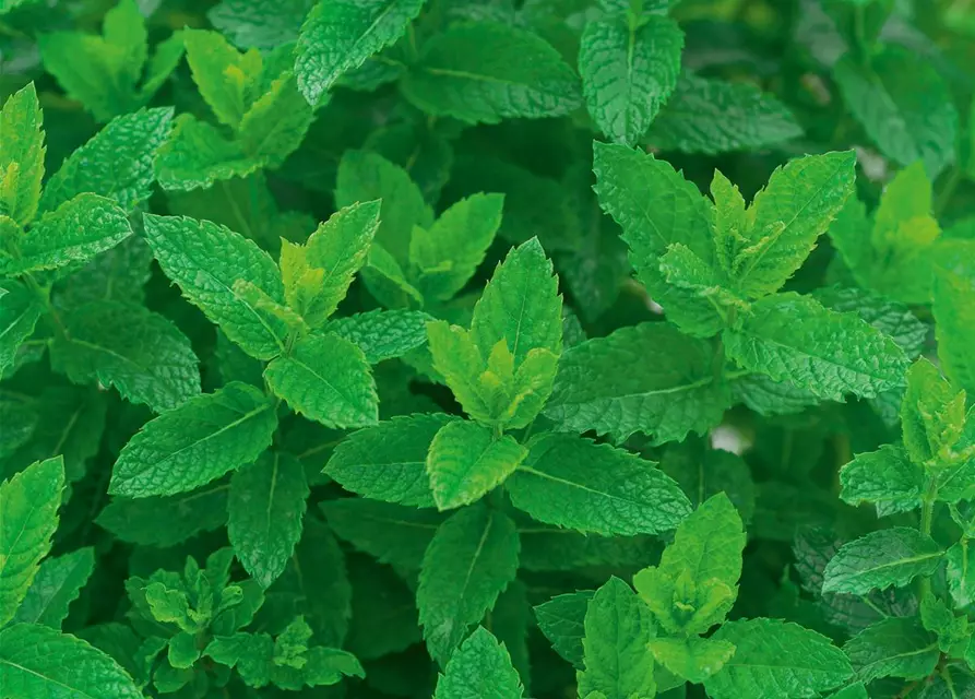 Mentha spicata Moroccan 