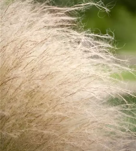 Stipa tenuissima 'Ponytails'