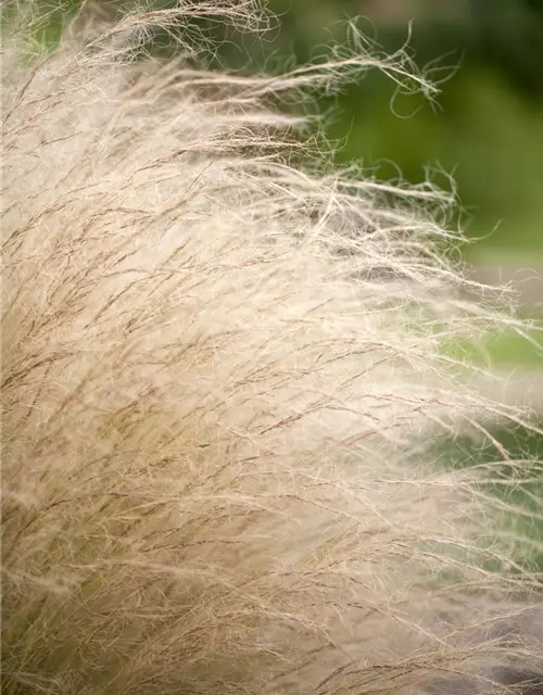 Stipa tenuissima 'Ponytails'