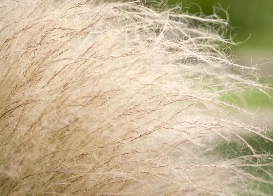 Stipa tenuissima 'Ponytails'